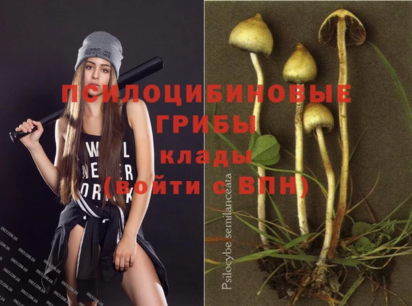прущие грибы Михайлов